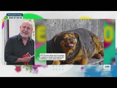 Obesidad canina | Estando Contigo