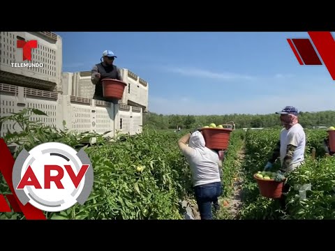 Campesinos hispanos no cesan su labor y viven con temor a contraer COVID-19 | Telemundo