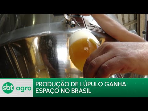 SBT Agro 06/05/24: Agricultores investem na produção nacional de lúpulo