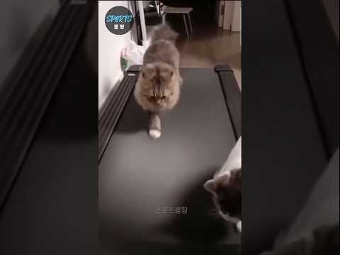 런닝머신 운동하는 골때리는 고양이들 (Cats on treadmill)