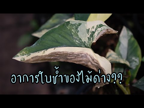 อาการใบช้ำของไม้ด่าง