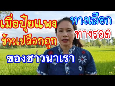 ปุ๋ยแพง.ข้าวราคาถูก.ทางรอดคือท ปุ๋ยแพง.ข้าวราคาถูก.ทางรอดคือท