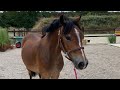 Allround-pony Knappe Welsh sportpony