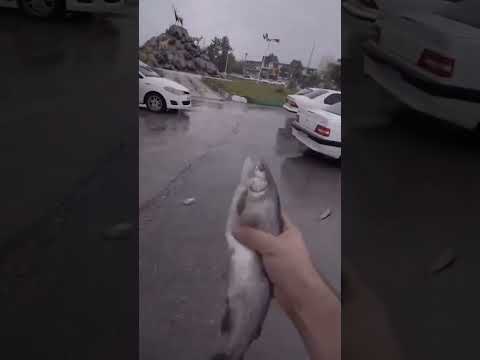 Lluvia de peces en Irán, el extraño fenómeno meteorológico conocido como lluvia animal