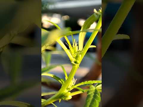 King Li ion กัญLGBT2 King Li ion กัญLGBT2