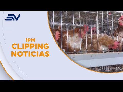 Sacrifican 10 mil aves por brotes de gripe aviar en dos granjas en Tungurahua