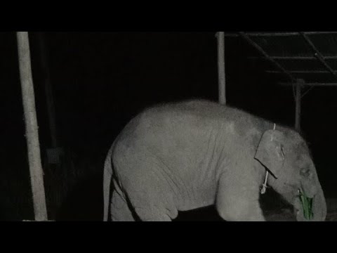 ผลไม้หวานๆครับ