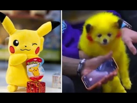 Sujeto es multado por pintar a su perrito como Pikachú