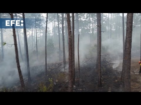 Honduras celebra Día del árbol entre destrucción de sus bosques y sequías por fenómeno El Niño