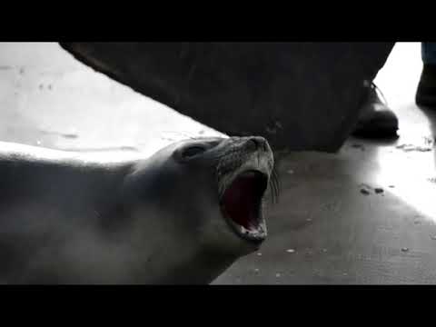 De vuelta al mar: el rescate de un elefante y 4 lobos marinos en Argentina
