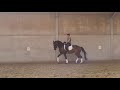 Дрессировка лошади Prachtig imposant 12 jarig dressuurpaard