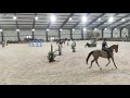 Springpaard mooie, talentvolle 11 jarige springmerrie