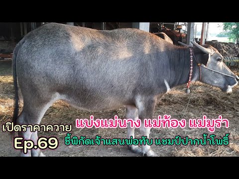 เปิดราคาควาย-Ep.69-ชี้พิกัดเจ้ เปิดราคาควาย-Ep.69-ชี้พิกัดเจ้