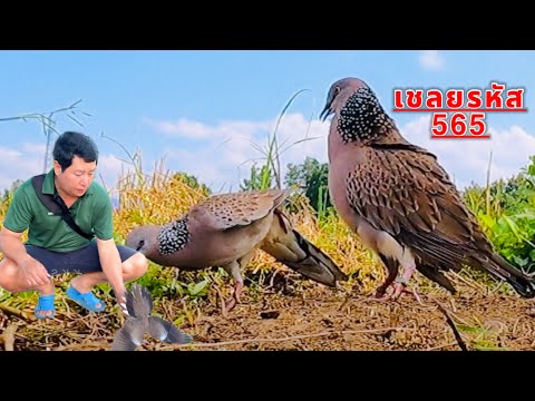 ต่อดินแอ็ดแพร่|เชลยรหัส.565