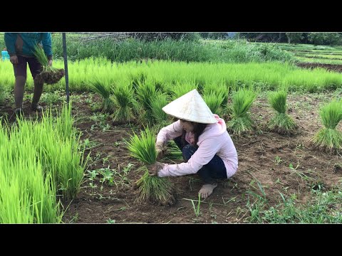 ລົກເຂົ້າກ້າດໍານາ ລົກເຂົ້າກ້າດໍານາ