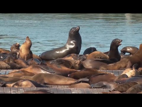 Record number of sea lions have crashed on San Francisco's Pier 39, the most counted in 15 years