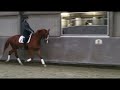 Dressage horse Prok merrie