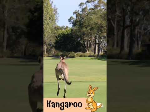 จิ้งโจ้Kangarooเสียงจิ้งโจ้