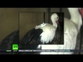 Crazy Alert! Stork Arrested as Spy?