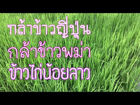 ต้นกล้าข้าวญี่ป่น.ข้าวพม่า.และ ต้นกล้าข้าวญี่ป่น.ข้าวพม่า.และ