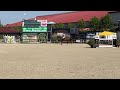 Cheval de CSO braaf springpaard met ervaring tot 145