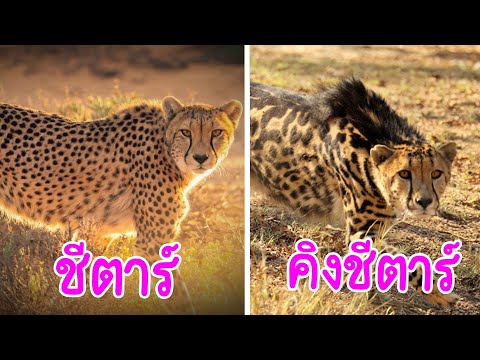 สิ่งมีชีวิตสุดหายากที่นานๆจะออ สิ่งมีชีวิตสุดหายากที่นานๆจะออ