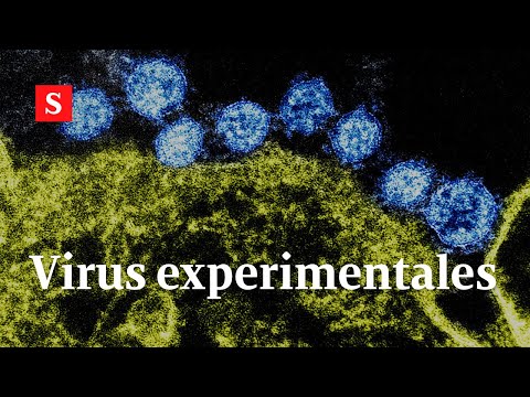 7 virus más mortíferos que el covid con los que la ciencia experimenta | Videos Semana