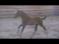 Dressage horse hengst uit sportstam
