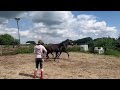 Dressage horse Zwart hengstveulen uit stam Le Formidable!!