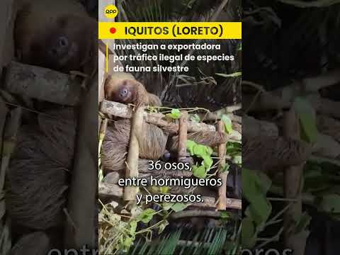 Iquitos: Investigan a empresa exportadora por tráfico ilegal de fauna silvestre