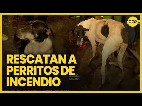 Carabayllo: Rescatan a cachorros y su madre tras incendio en fábrica de plásticos
