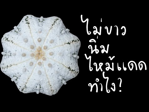 แอสโตร-ไม่ขาว-ต้นนิ่ม-ไหม้แดด- แอสโตร-ไม่ขาว-ต้นนิ่ม-ไหม้แดด-