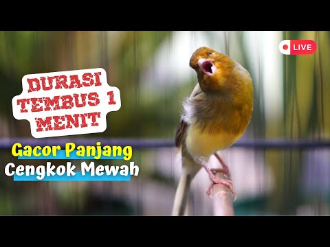 Kenari Gacor Durasi Panjang Tembus 1 Menit! Masteran Ampuh Buat PAUD Biar Punya Nafas Panjang