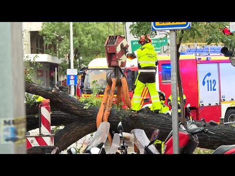 Un árbol mata a una joven al caerle encima en una calle de Chamberí