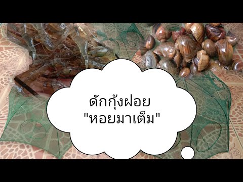 ดักกุ้งฝอยด้วยอาหารไก่