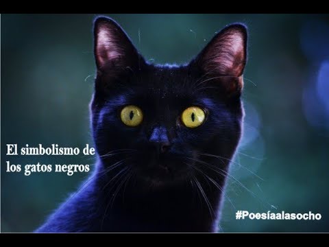 El simbolismo de los gatos negros