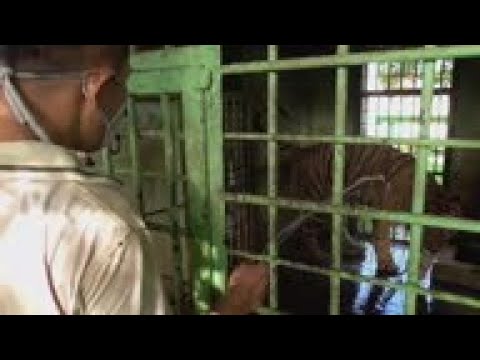 Hungry zoo animals fed by public donations
