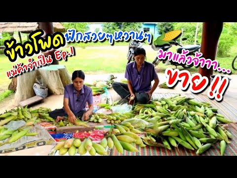 EP179เตรียมข้าวโพดไปขาย-ไม่นึก EP179เตรียมข้าวโพดไปขาย-ไม่นึก