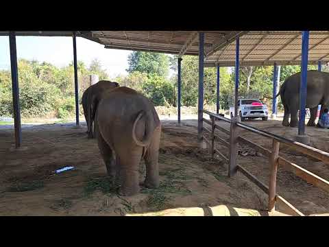 Elephant  story สามสาวดาวซิ่ง การถ่ายทอดสดของElephantstoryสามสาวดาวซิ่ง