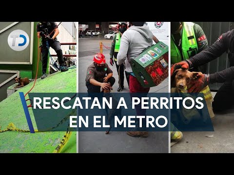 Rescatan a dos perritos de las instalaciones del metro de Monterrey