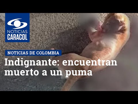 Indignante: encuentran muerto a un puma heridas de bala en Valencia, Córdoba