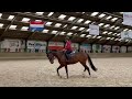 Dressage horse Verlaagd in prijs, te koop: betrouwbare sportmerrie 4 jaar