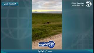 أسود تفترس ضبع