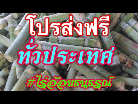 โปรส่งฟรีทั่วไทย.พันธุ์อ้อยคั้ โปรส่งฟรีทั่วไทย.พันธุ์อ้อยคั้