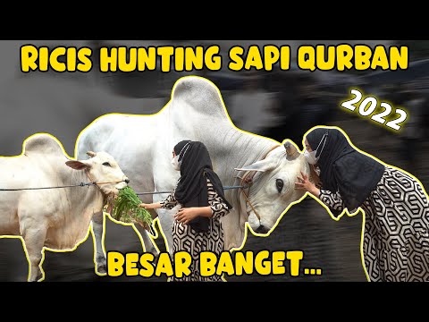 RICIS HUNTING SAPI QURBAN.. GEDE BANGET.. Wow..