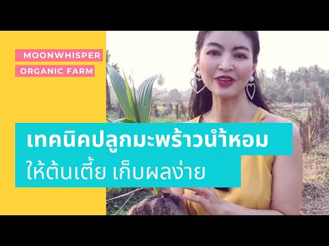 เทคนิคปลูกมะพร้าวน้ำหอมให้ได้ต เทคนิคปลูกมะพร้าวน้ำหอมให้ได้ต