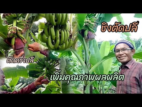 วิธีตัดปลีกล้วยแบบชิงตัด(ตัดคร วิธีตัดปลีกล้วยแบบชิงตัด(ตัดคร
