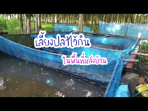 เลี้ยงปลาไว้กิน-ใช้พื้นที่หลัง เลี้ยงปลาไว้กิน-ใช้พื้นที่หลัง