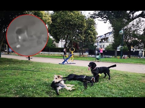 Los Olivos: Mujer habría envenenado a más de 10 perros en un parque y sigue en libertad