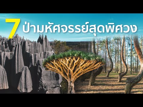 7-ป่ามหัศจรรย์สุดพิศวง 7-ป่ามหัศจรรย์สุดพิศวง